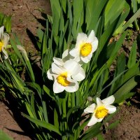 Цветы :: Роман Савоцкий