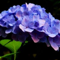 Гортензия :: Юрий. Шмаков