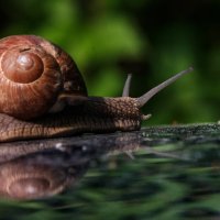 Путешествие улитки. :: Владимир Безбородов