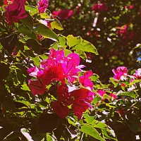 Барселона. :: Владимир Драгунский