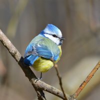 Лазоревка :: Константин Анисимов Лазоревка :: Константин Анисимов