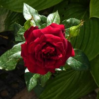 бархатная  роза :: Валентин Семчишин