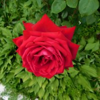 Красная роза чайно-гибридная :: Наиля 