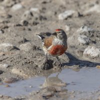 коноплянка :: юрий макаров коноплянка :: юрий макаров