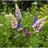 Краски лета... :: Aleksandr Gal