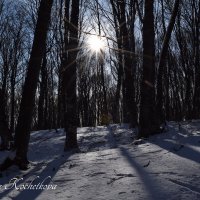 Природа Крыма :: Amazing Cosmea