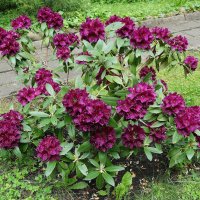 Рододендрон :: Рита Симонова