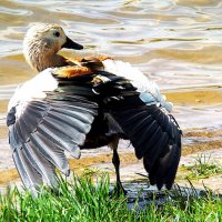 Огарь на просушке,,,бойтесь огарей ,,,) :: Анатолий Колосов