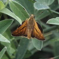 ** :: Зоя Мишина ** :: Зоя Мишина