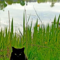 Ты, это, заходи , если что.... :: Vladimir Semenchukov