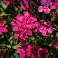 Гвоздички. :: Лилия * Гвоздички. :: Лилия *