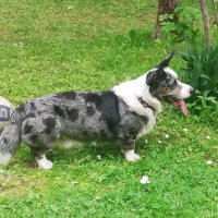 Чак на даче. :: Ольга Довженко