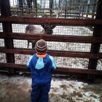 Олени на Елагином Острове :: Alexandra Sakharova