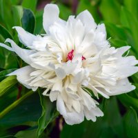 **** :: Виталий Емельянов