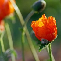 Маки, маки, красные маки... :: Ирина Баскакова