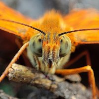 Бабочка :: Гуля Нагиева