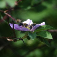 двое :: Lyubov Busova