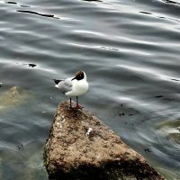 Смотритель порядка. :: Галина Левина