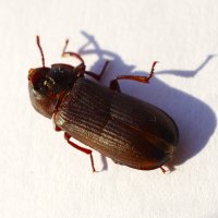 Увы !.. :: Юрий Куликов Увы !.. :: Юрий Куликов