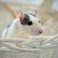 Кот и мыши :: Александр Бочериков