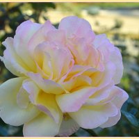 Роза солнечная! :: Светлана Хращевская