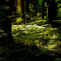 полянка :: Aleksey Zaikin