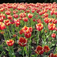 тюльпановое :: Галина R...