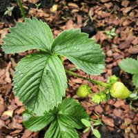 После дождя :: Елена 