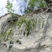Стремление жить :: Андрей Щетинин Стремление жить :: Андрей Щетинин