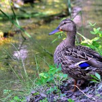 На страже.... :: Анатолий Анищик