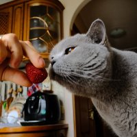 Не! Не зашла... :: Лютый Дровосек