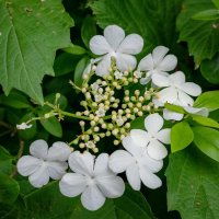 Майский этюд с калиной... :: Николай Гирш