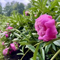 Пионы у ЛН Толстого :: Александр Конов