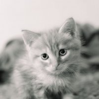 Кот :: Pavel Bamboleo