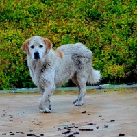 Бродяжка. :: Alex 711402