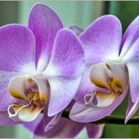 Про цветы.... :: Aquarius - Сергей