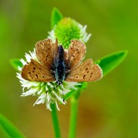 опять про бабочек 26 :: Александр Прокудин опять про бабочек 26 :: Александр Прокудин