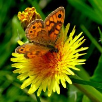 опять про бабочек 29 :: Александр Прокудин