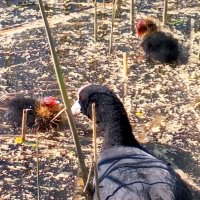 Лысухи :: Сапсан 