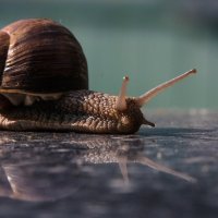 Путешествие улитки. :: Владимир Безбородов