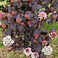 Пузыреплодник калинолистный (физока́рпус) :: Veera V Пузыреплодник калинолистный (физока́рпус) :: Veera V