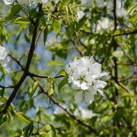 *** :: Виктор Иванович Чернюк