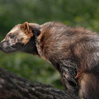 Росомаха :: SanSan 