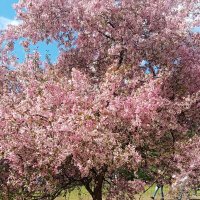 Розовая яблоня :: Ольга 