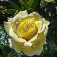 Жёлтая роза,Кронос :: Валентин Семчишин