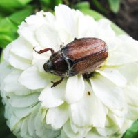 Хорошо устроился :: Людмила Смородинская Хорошо устроился :: Людмила Смородинская