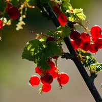 Утро июня :: Юрий. Шмаков