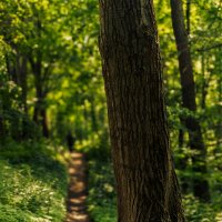 тропинка :: Michel 