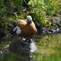 Весна в Ботаническом... С мамой-уткой. :: Наташа ***** Весна в Ботаническом... С мамой-уткой. :: Наташа *****