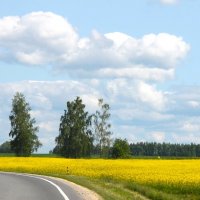 РАПСОВОЕ ПОЛЕ У ДОРОГИ :: Валентина 